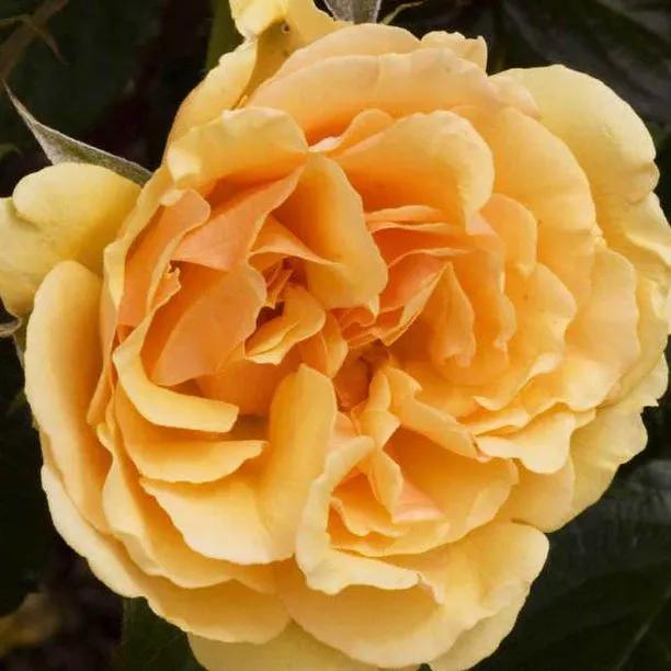 Amber Queen Floribunda (Rosa Amber Queen) 1